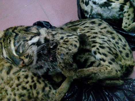 Người phụ nữ chở 6 cá thể mèo rừng quý hiếm bị bắt giữ 5
